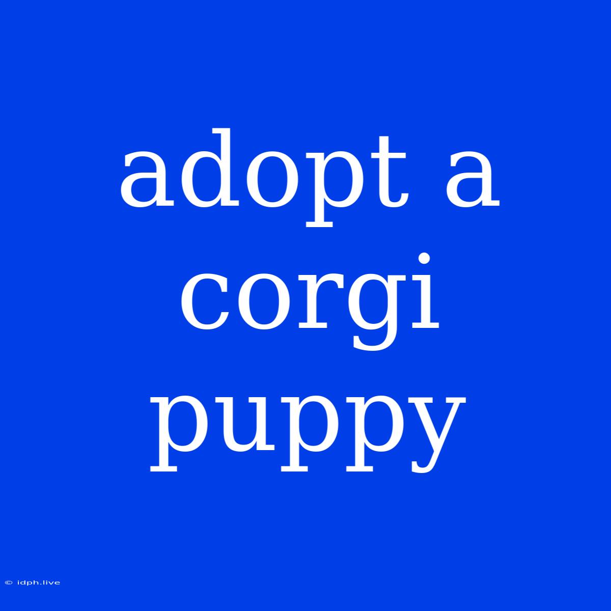 Adopt A Corgi Puppy