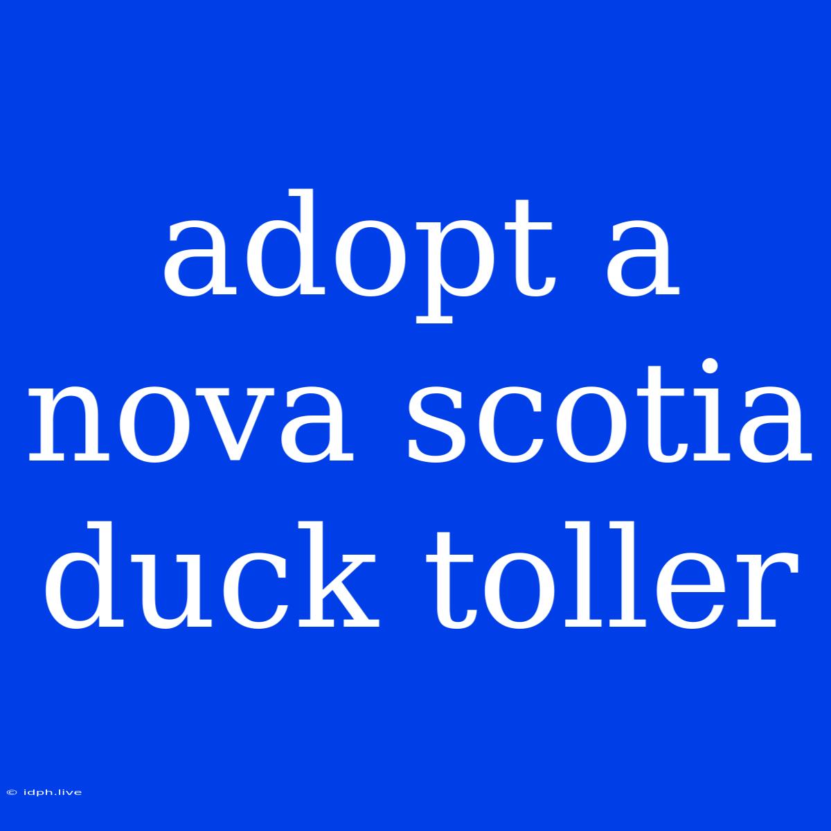 Adopt A Nova Scotia Duck Toller