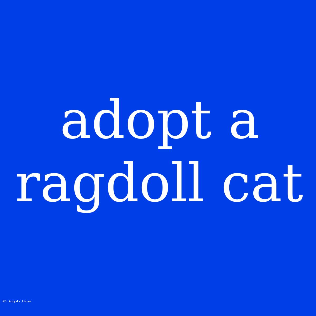 Adopt A Ragdoll Cat