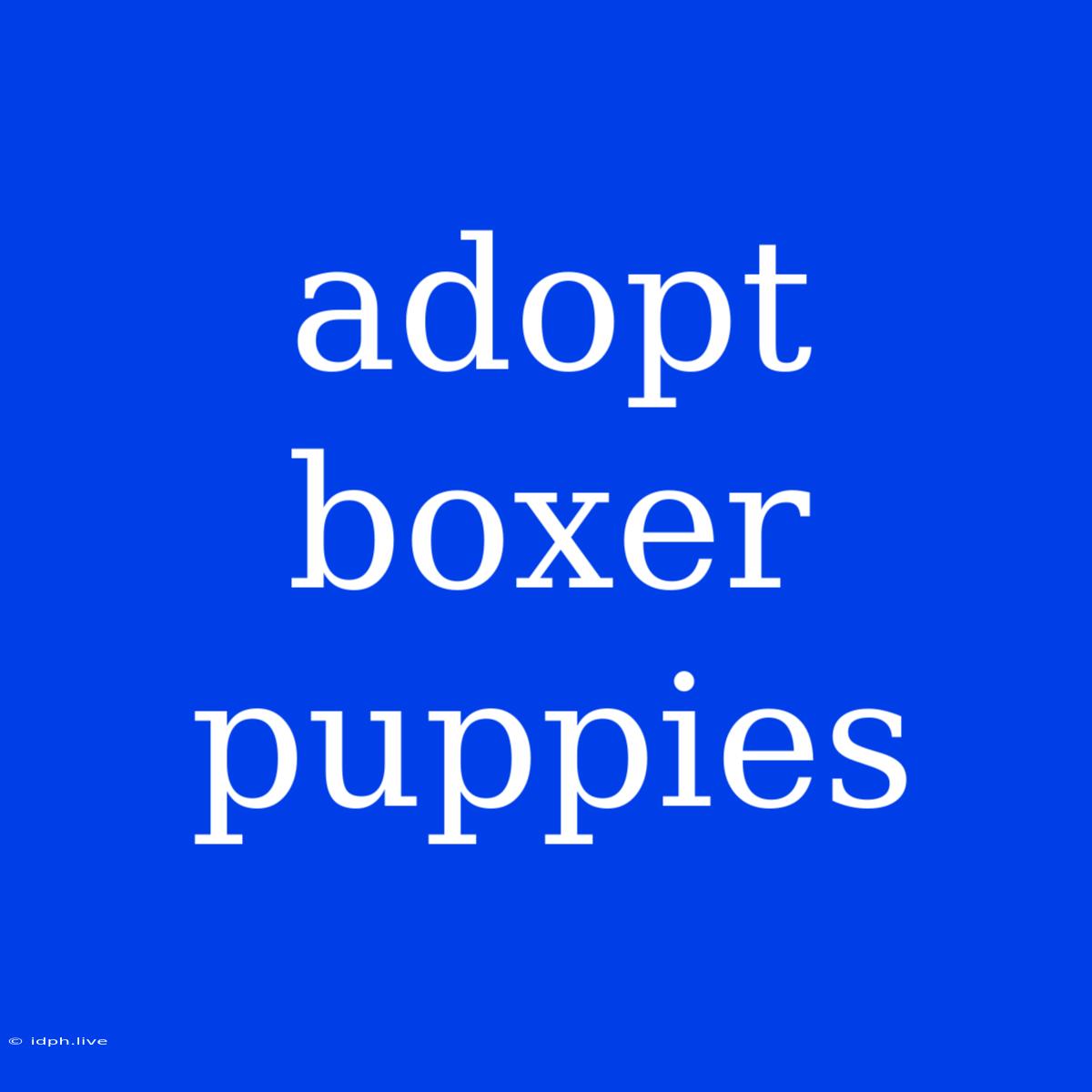 Adopt Boxer Puppies