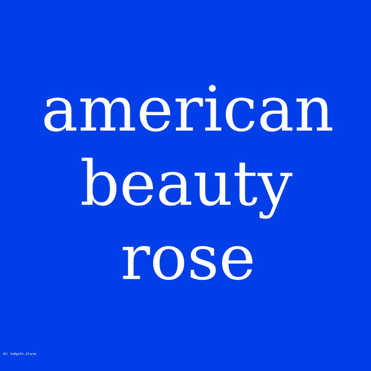 American Beauty Rose