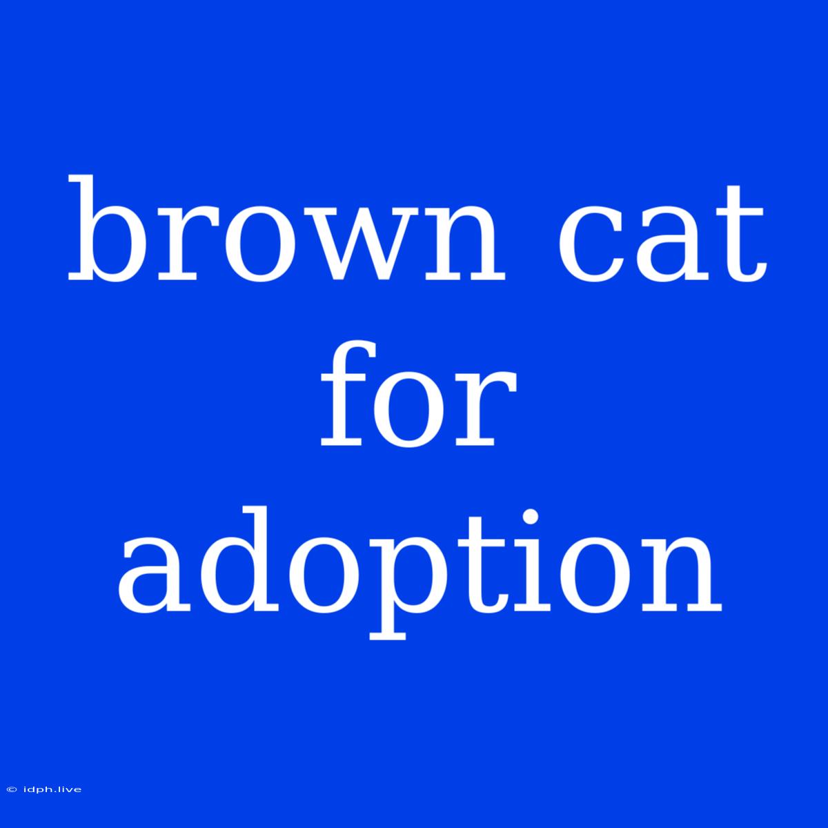 Brown Cat For Adoption