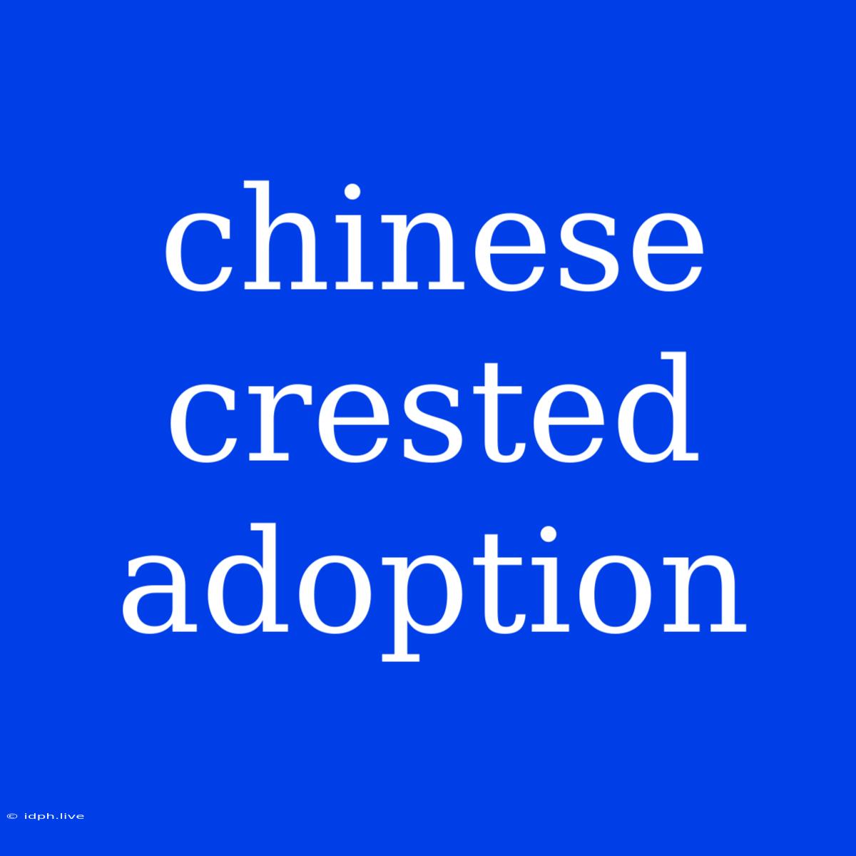 Chinese Crested Adoption