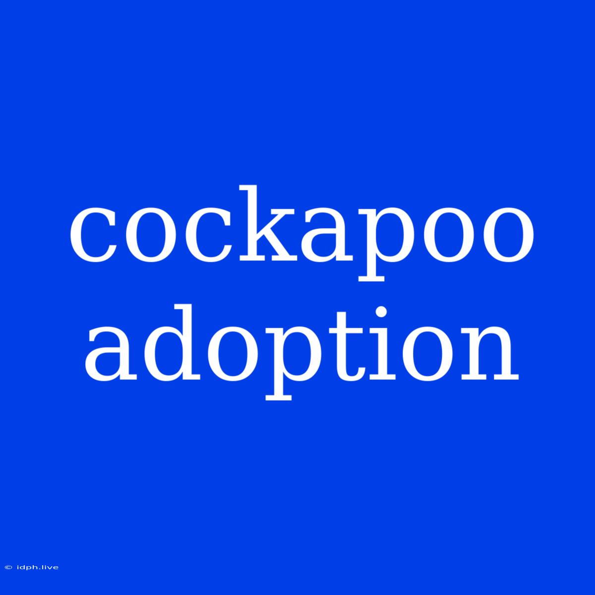 Cockapoo Adoption