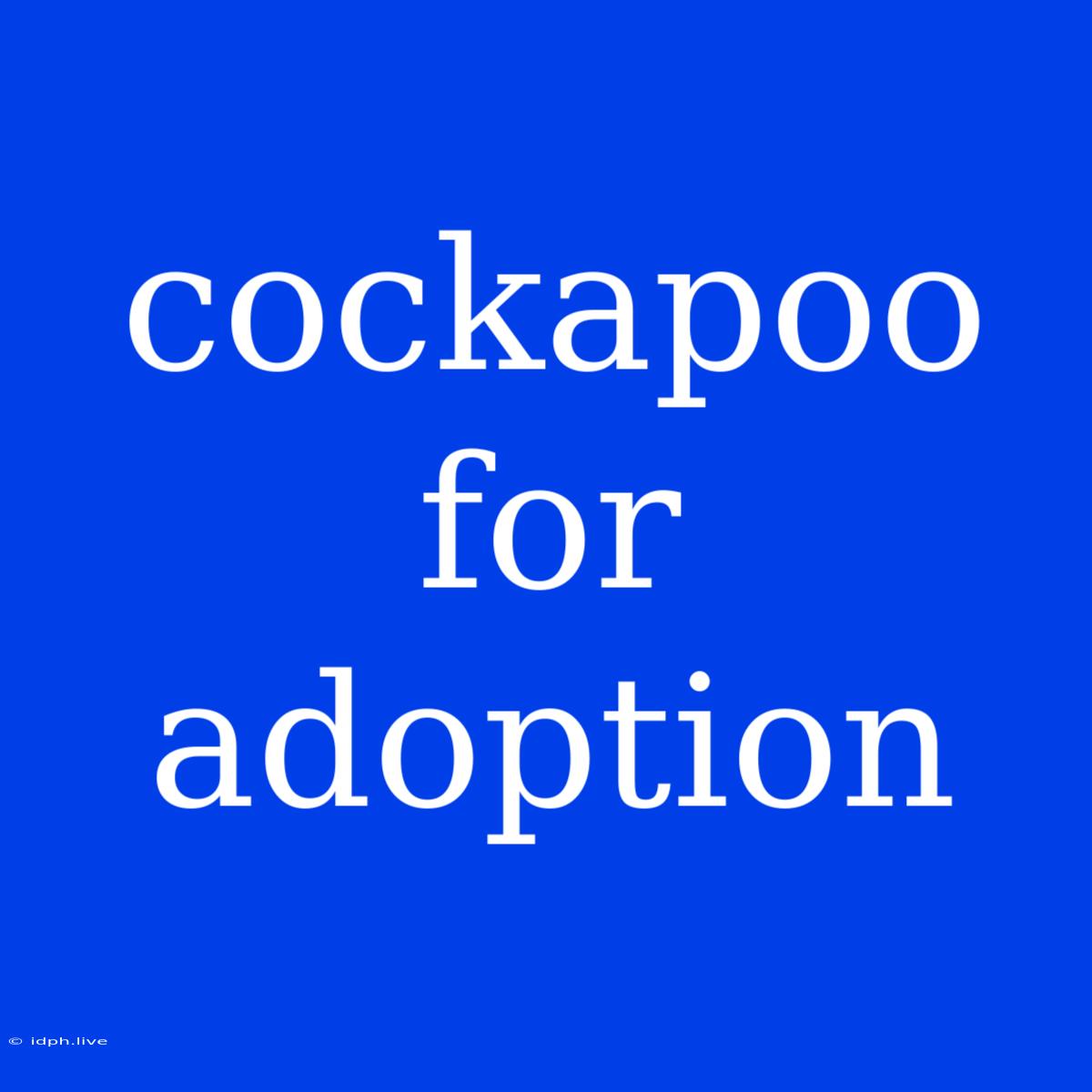 Cockapoo For Adoption