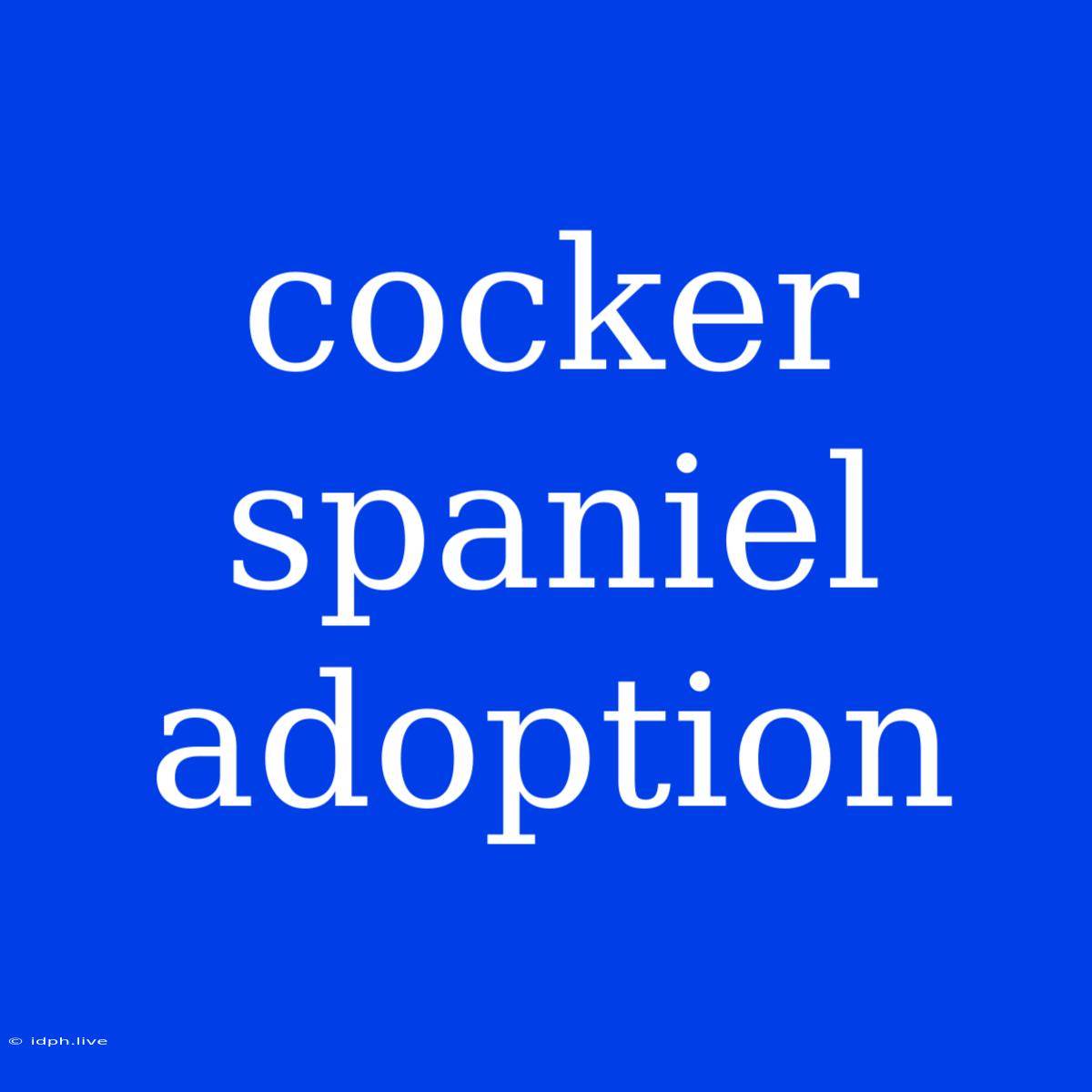 Cocker Spaniel Adoption