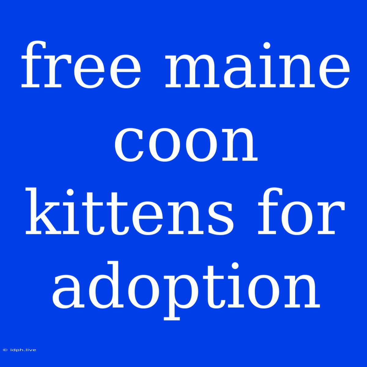 Free Maine Coon Kittens For Adoption