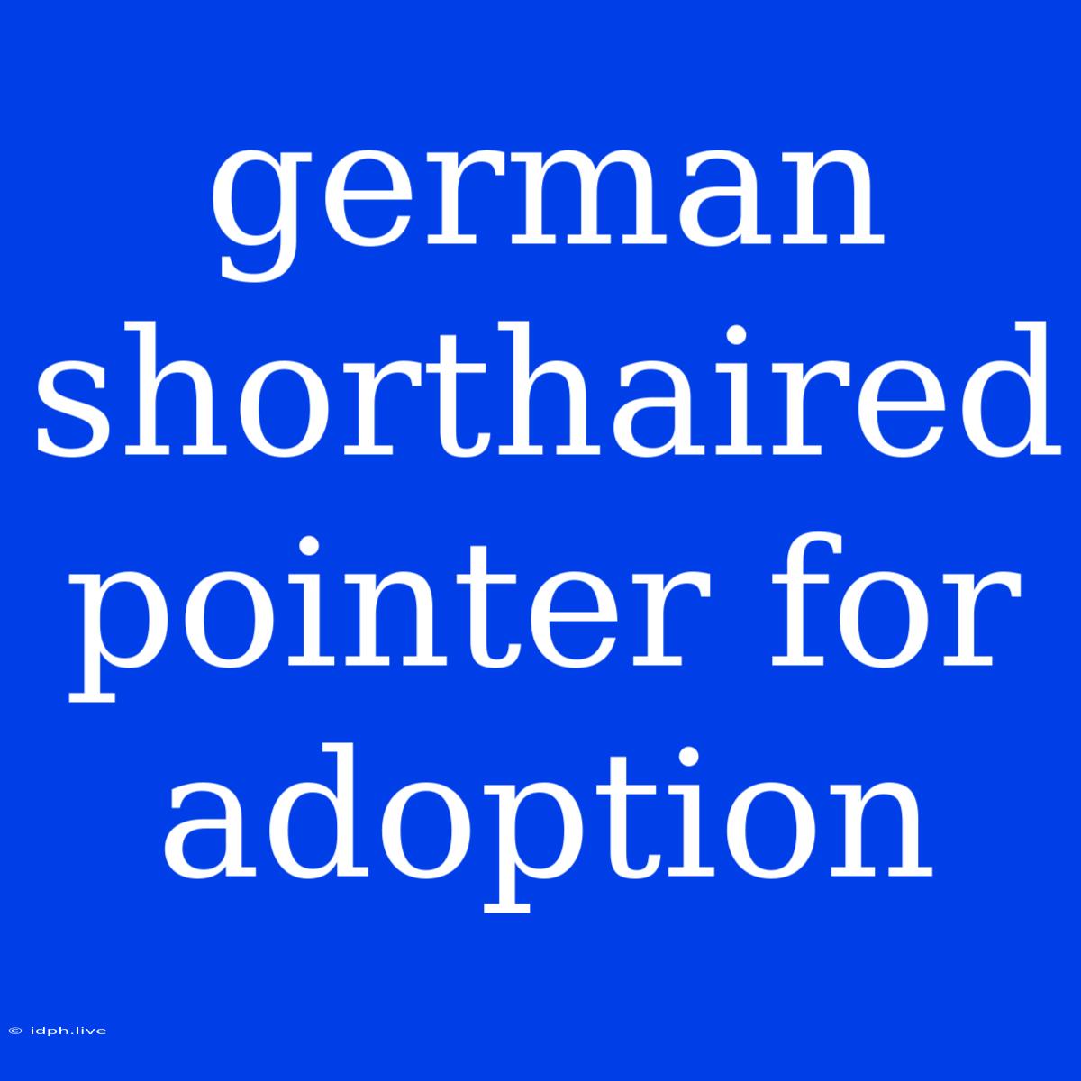 German Shorthaired Pointer For Adoption