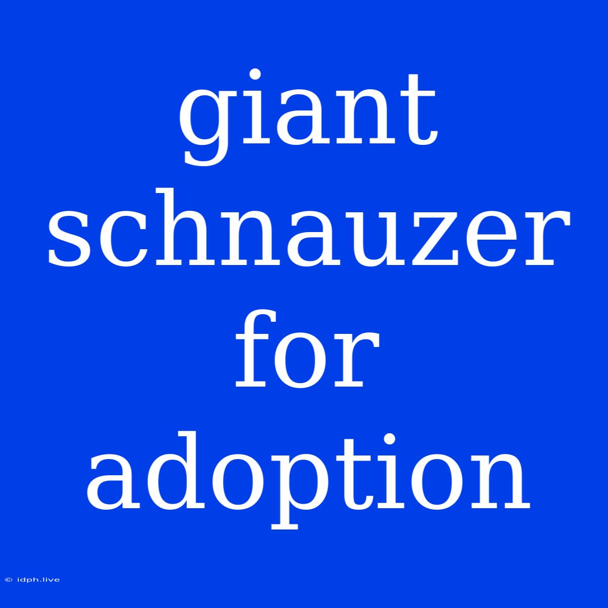 Giant Schnauzer For Adoption