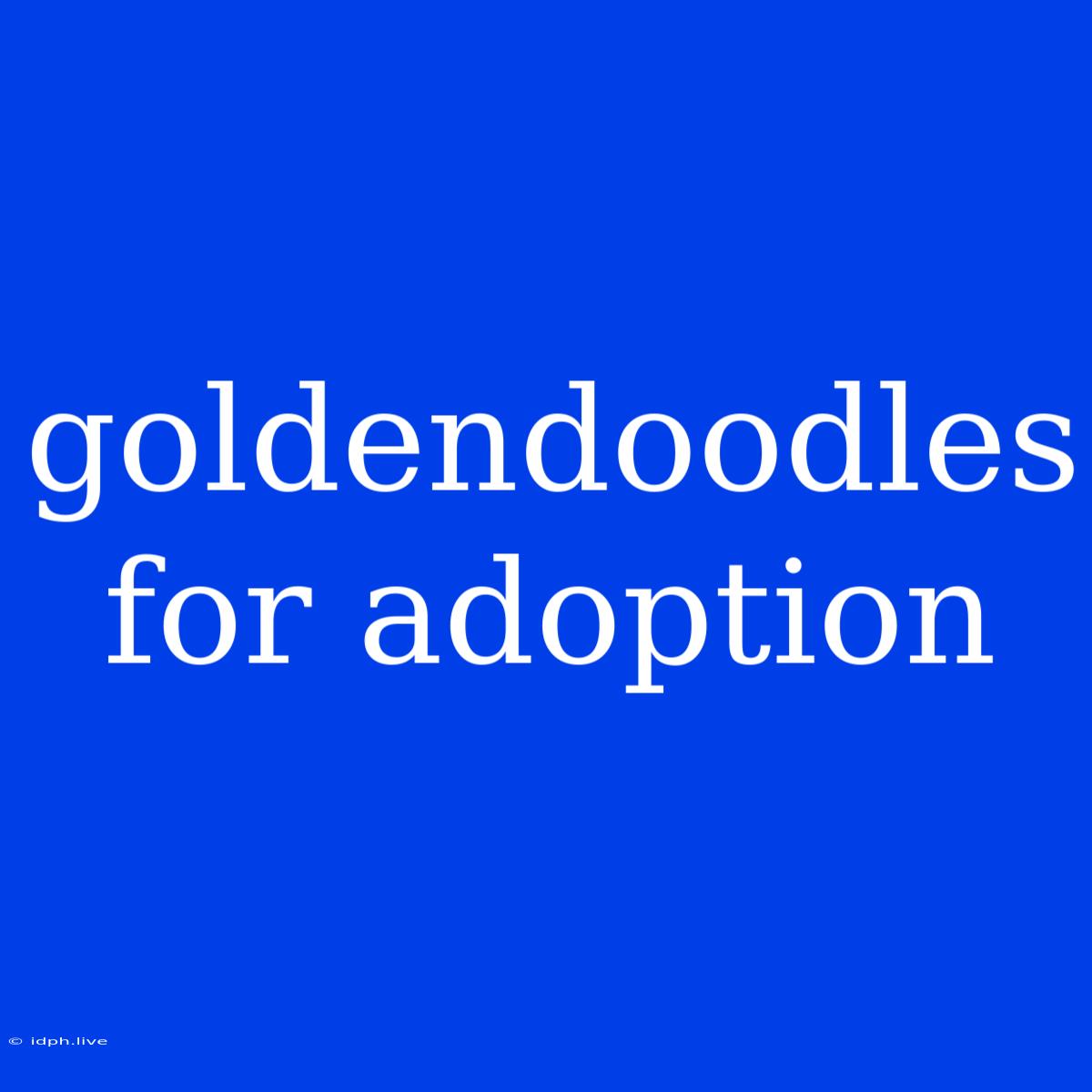 Goldendoodles For Adoption