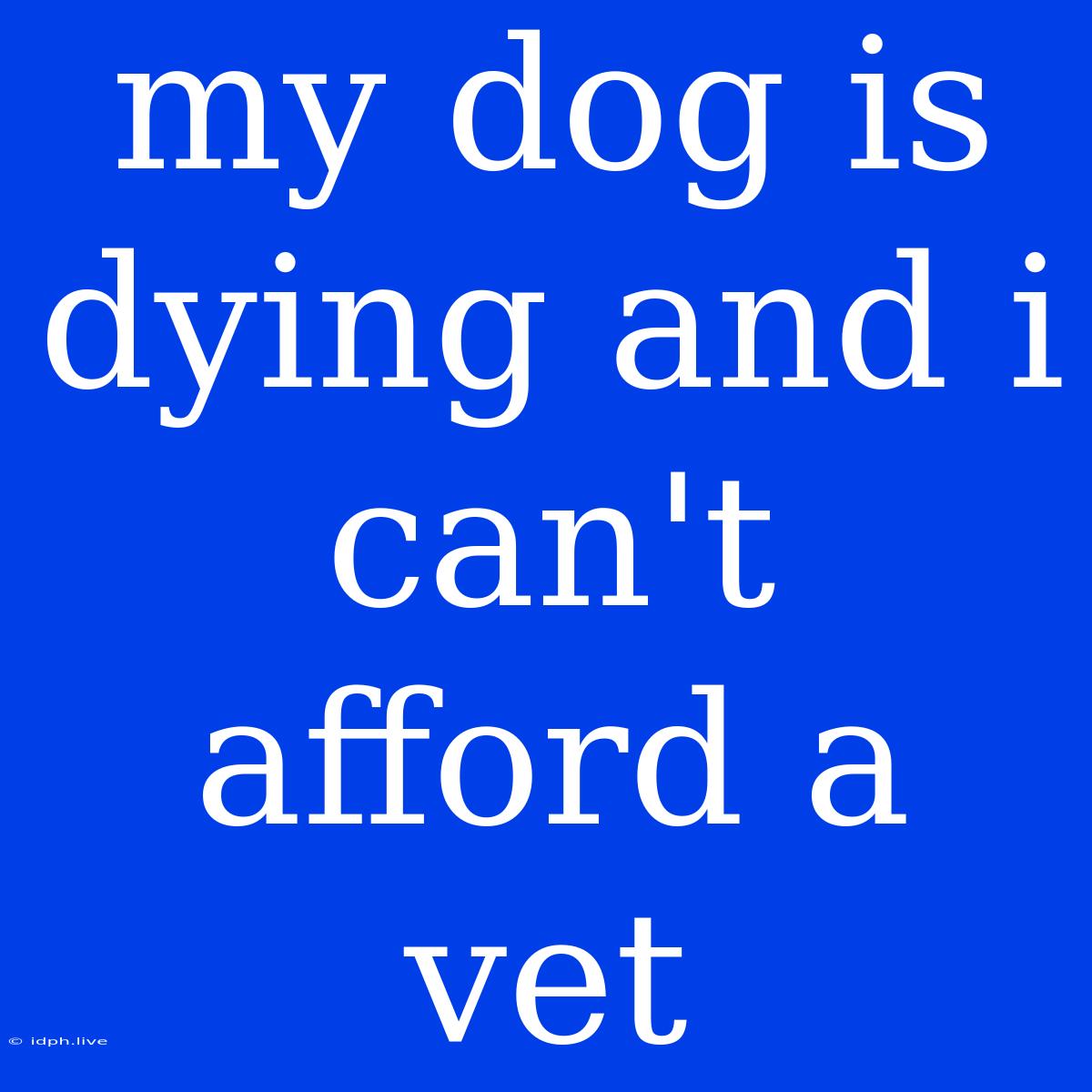 My Dog Is Dying And I Can't Afford A Vet