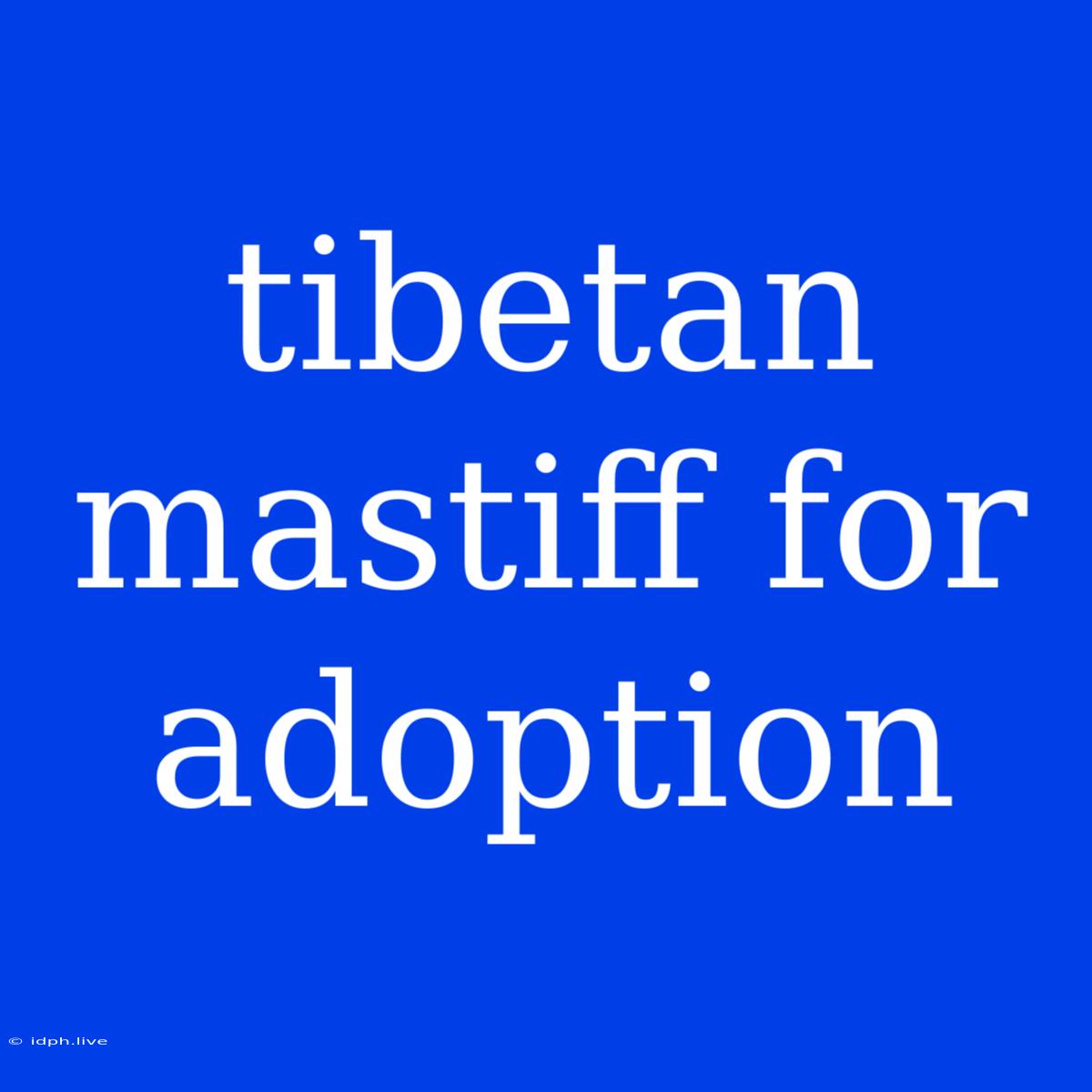 Tibetan Mastiff For Adoption